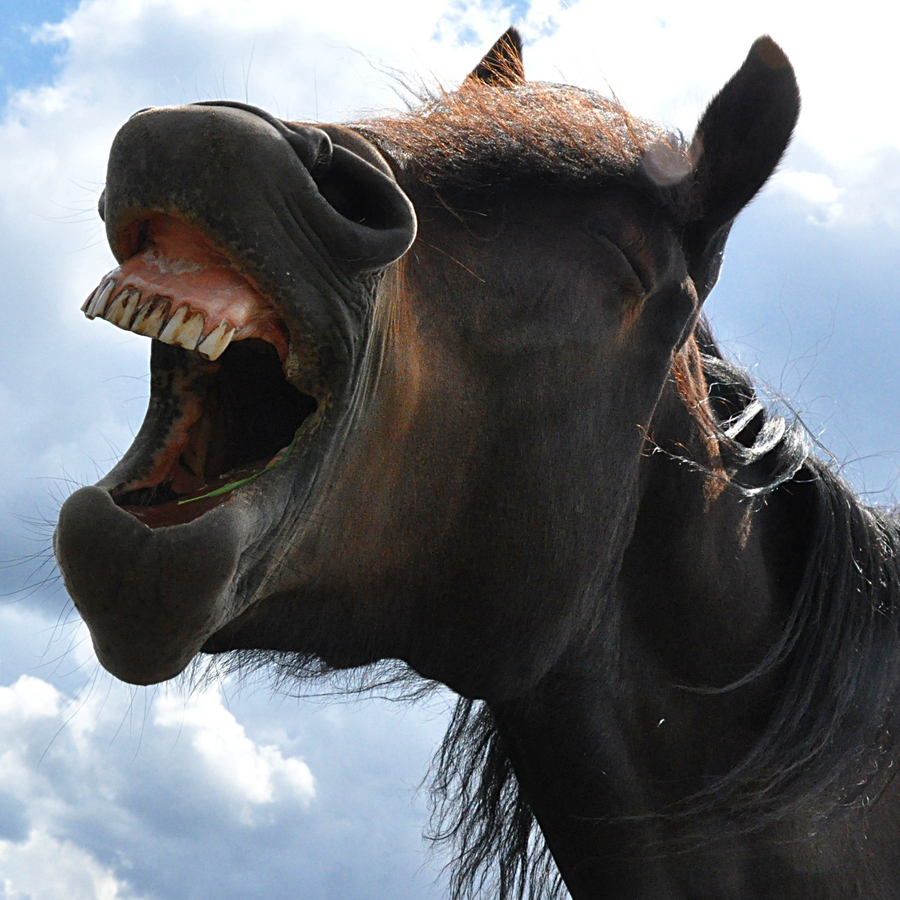 Лошадь улыбается. Лошадь ржет. Лошадь смеется. Улыбка лошади. Лошадь ржет звук