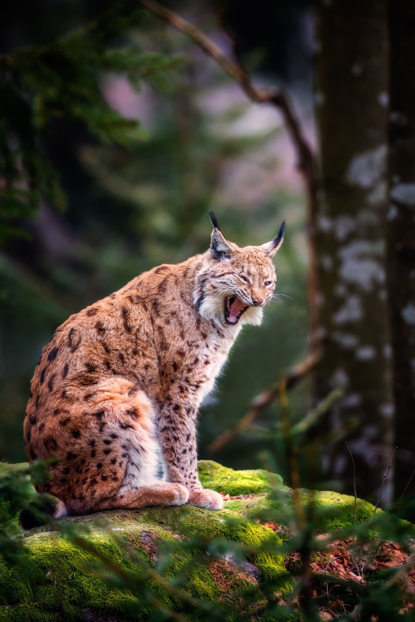 Европейская рысь. Рысь — Lynx Lynx. Рысь Рысиха рысенок. Карликовая Рысь. Рысь (Lynx Lynx) в дикой природе.