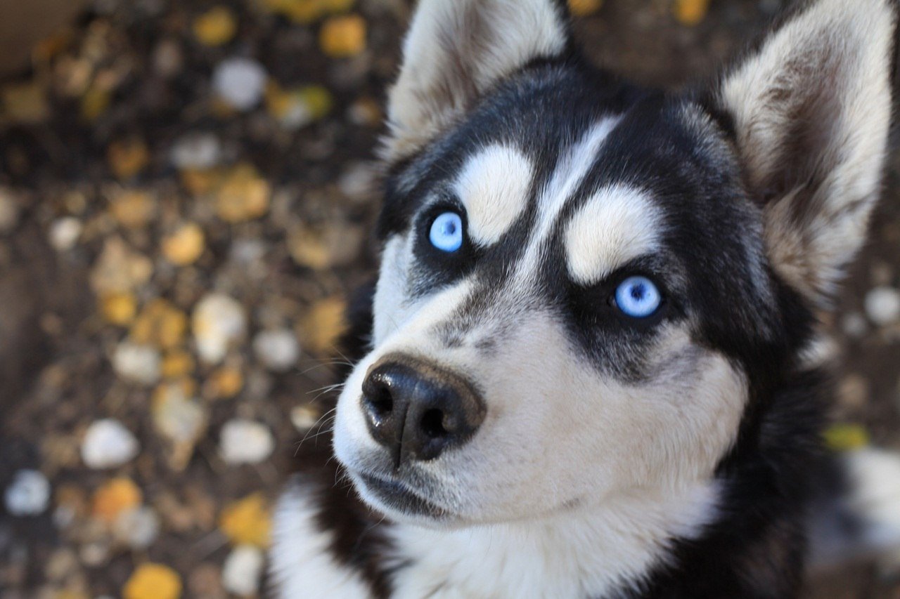 Порода собак с голубыми глазами. Сибирский хаски. Сибирский хаски щенки. Беспородные хаски. Хаски голубоглазые.