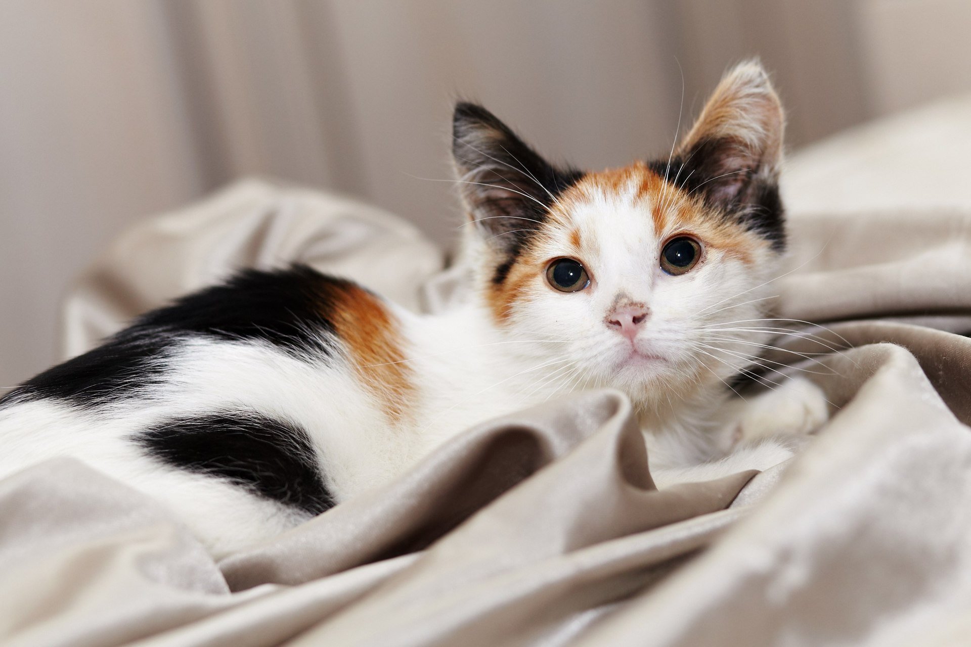 Известно что трехшерстные кошки. Трехшерстная кошка. Трёхцветная кошка Арлекин. Американская трехшерстная кошка. Беспородные кошки трёхцветные.