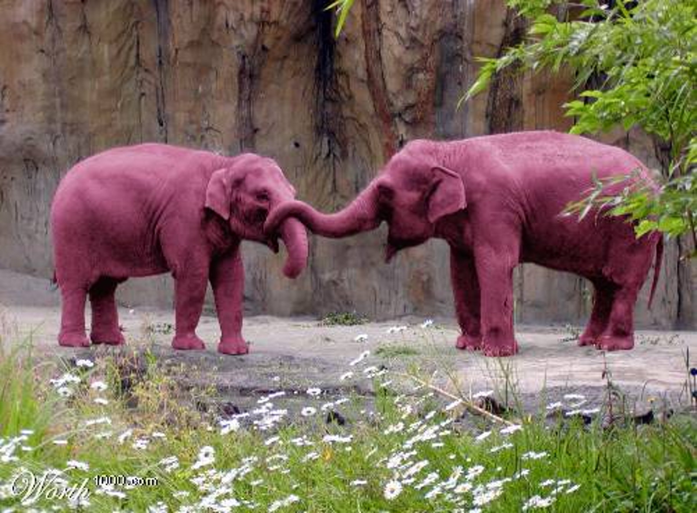 Розовые Слоны - 57 фото