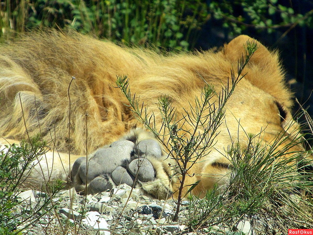 Сколько спят львы. Спящие львы. Спящий Лев Улан Удэ.