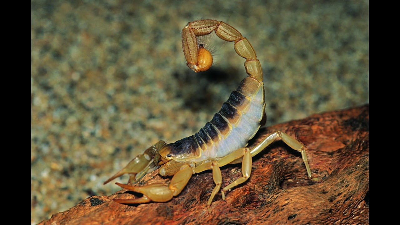 Animals scorpions. Палестинский Скорпион генурис. Аризонский древесный Скорпион. Скорпион Лейурус. Панцирь скорпиона.