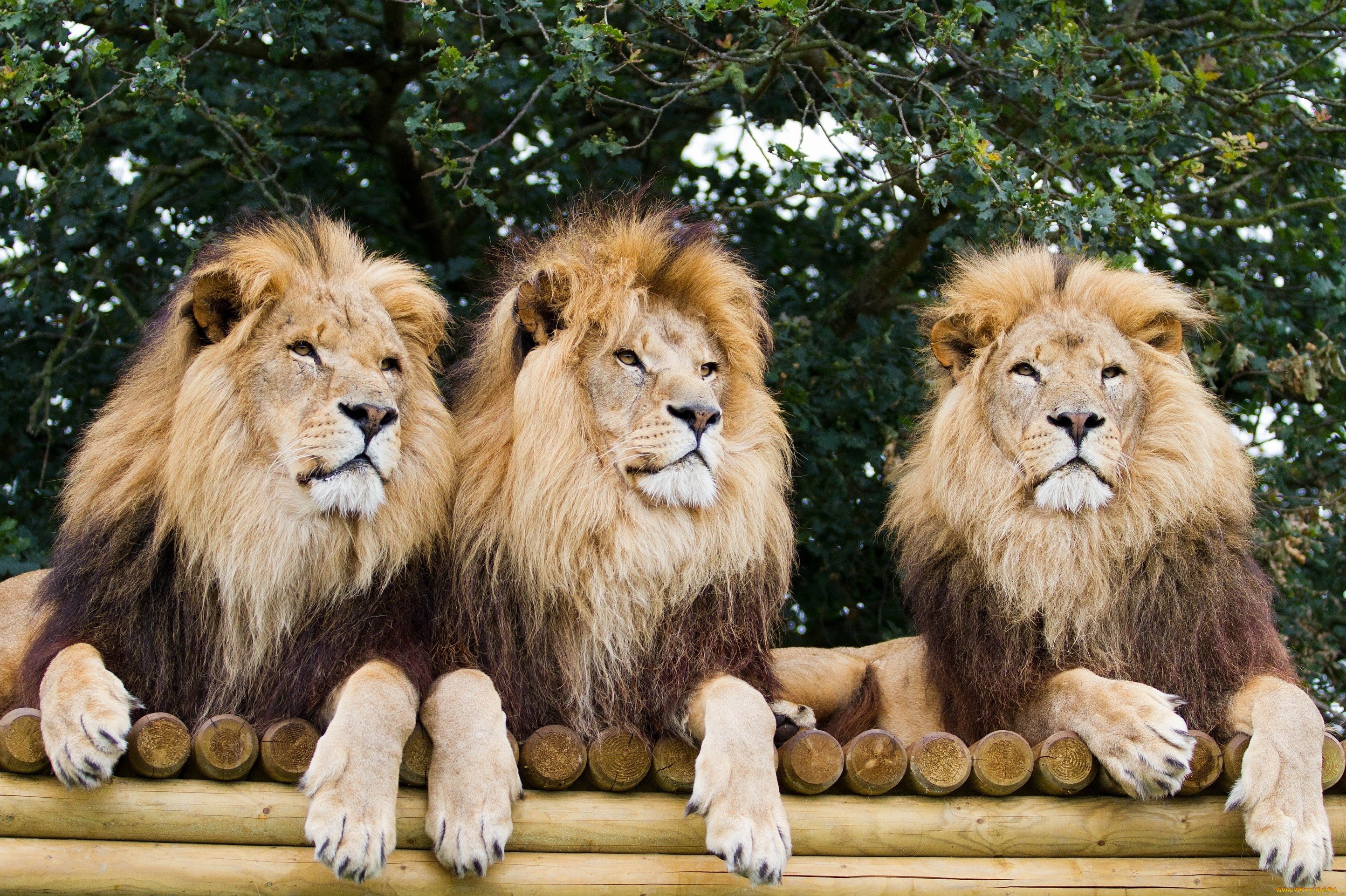 Три Льва