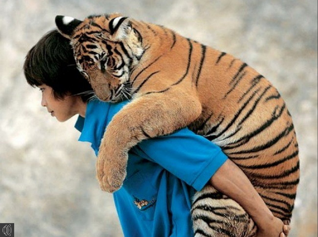 Animals more human. Тигриный монастырь Таиланд. Тигр обнимается с человеком. Люди и животные. Тигр обнимает человека.