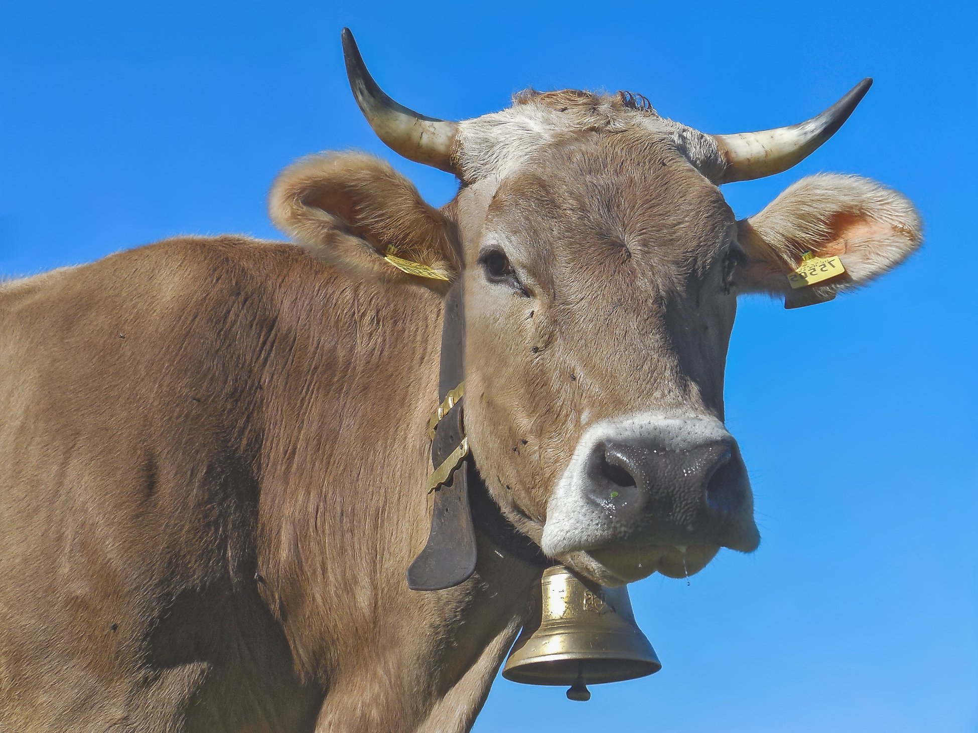 обычная корова с рогами фото