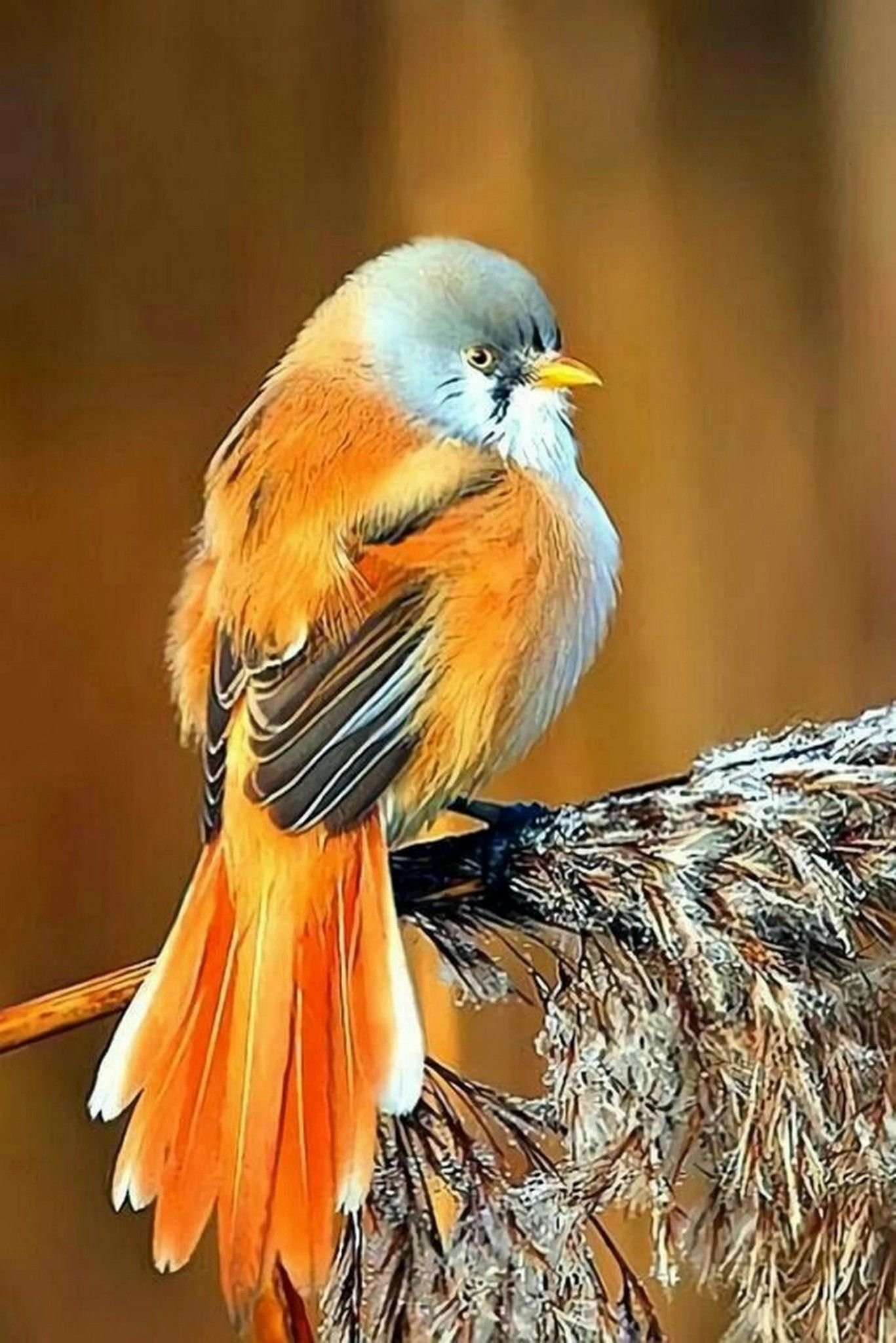 Пташки хср. Красивые птицы. Оранжевая птица. Птичка с оранжевым хвостиком. Урасивый птицы.