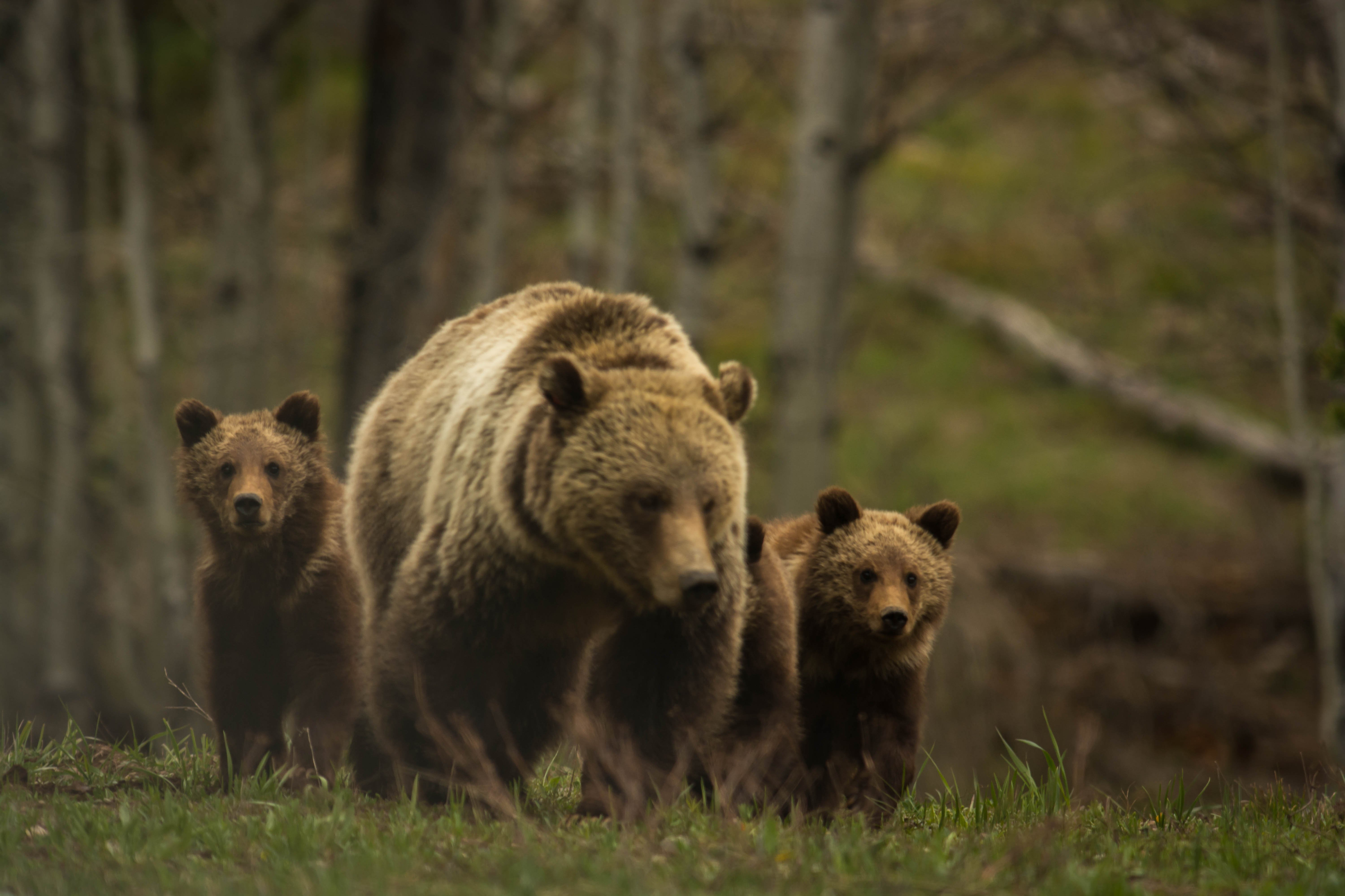 Группа бурого медведя. Бурый медведь с медвежатами. Медведь Гризли с медвежатами. Бурый медведь Таганай. Семья медведь Медведица Медвежонок.