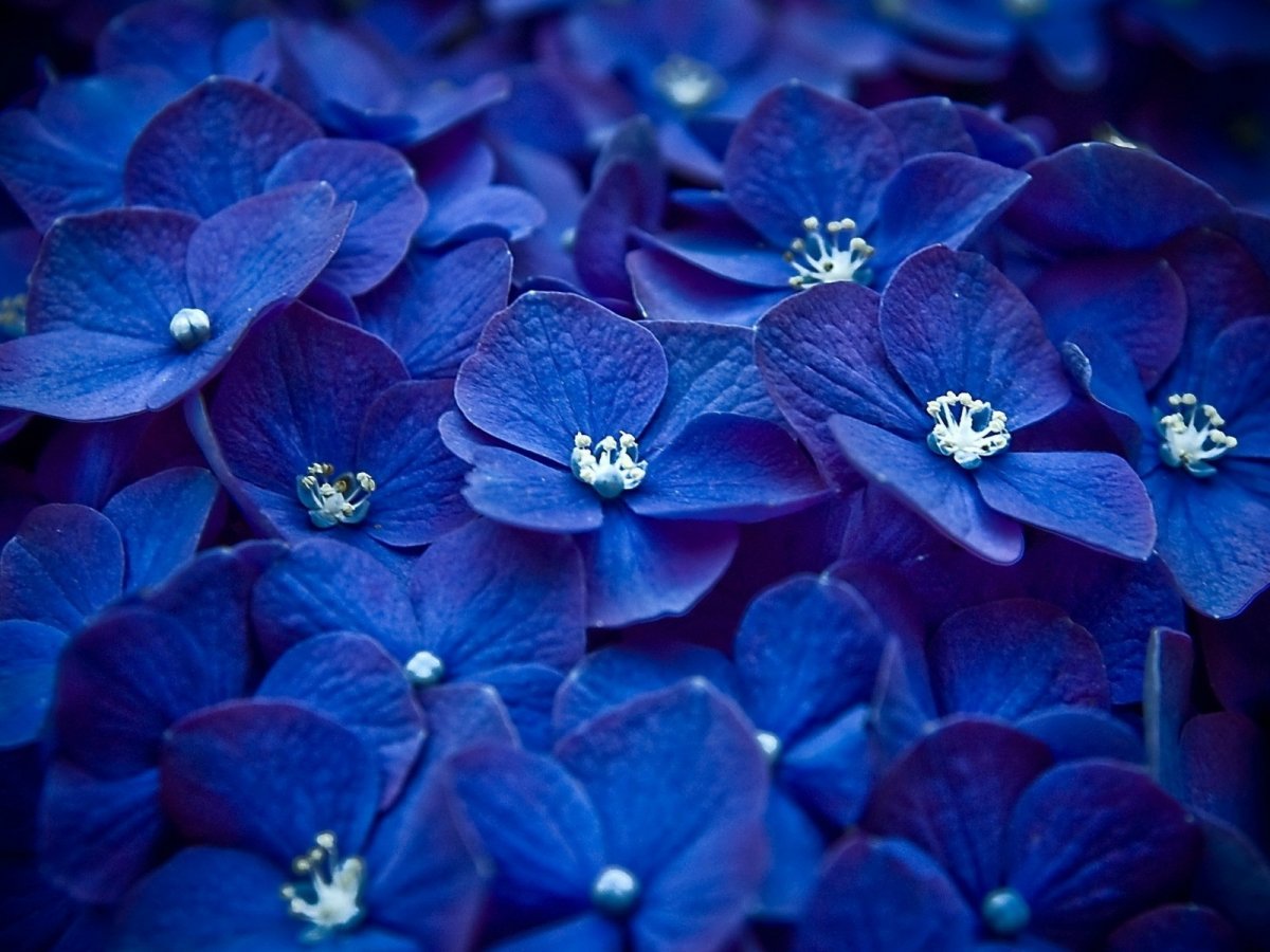 Синие цветы - 63 фото