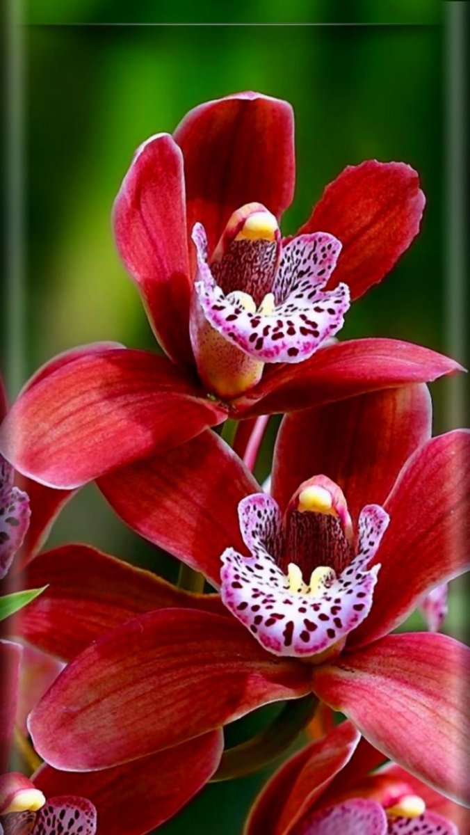 Орхидея Коулмана