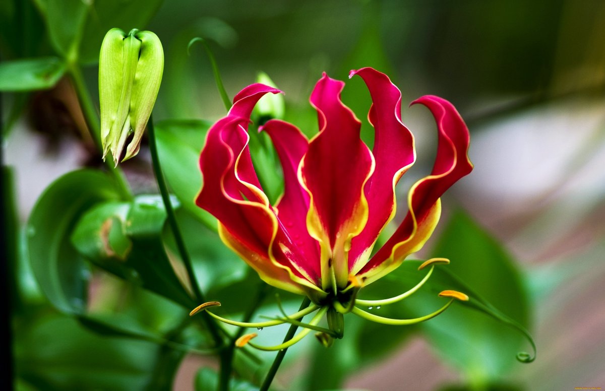 Глориоза (Flame Lily)
