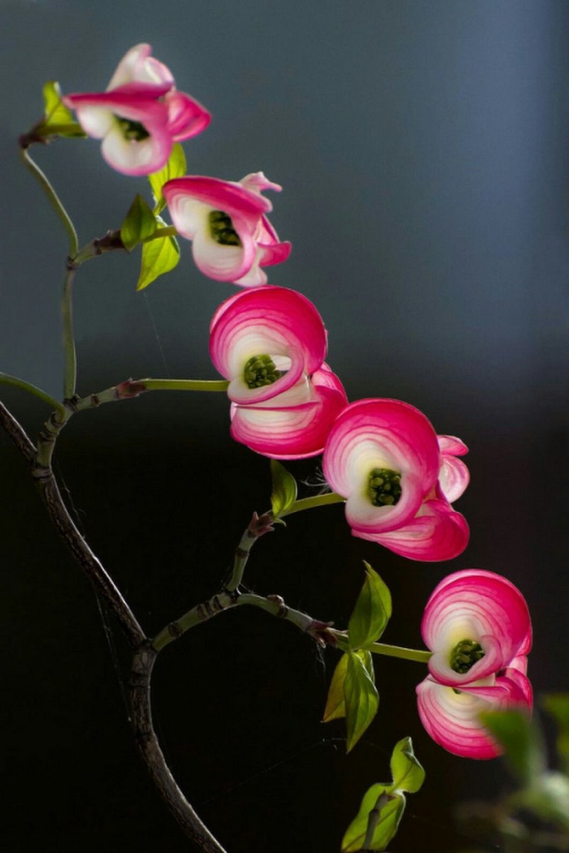 Необычные розовые цветы