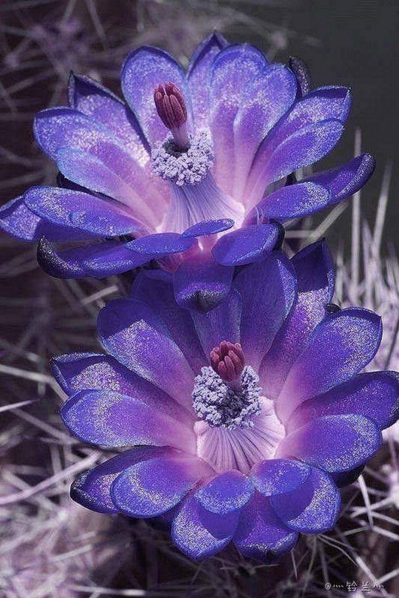 Редкие фиолетовые цветы