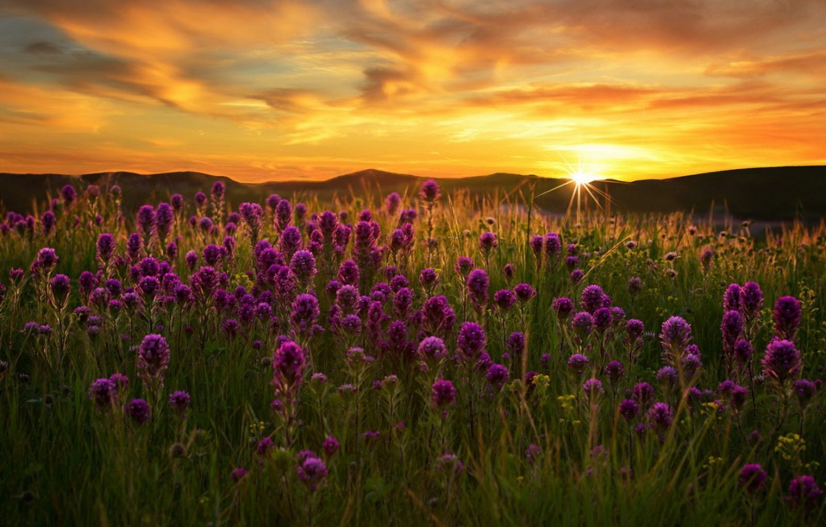 Цветет фиолетовыми цветами в поле