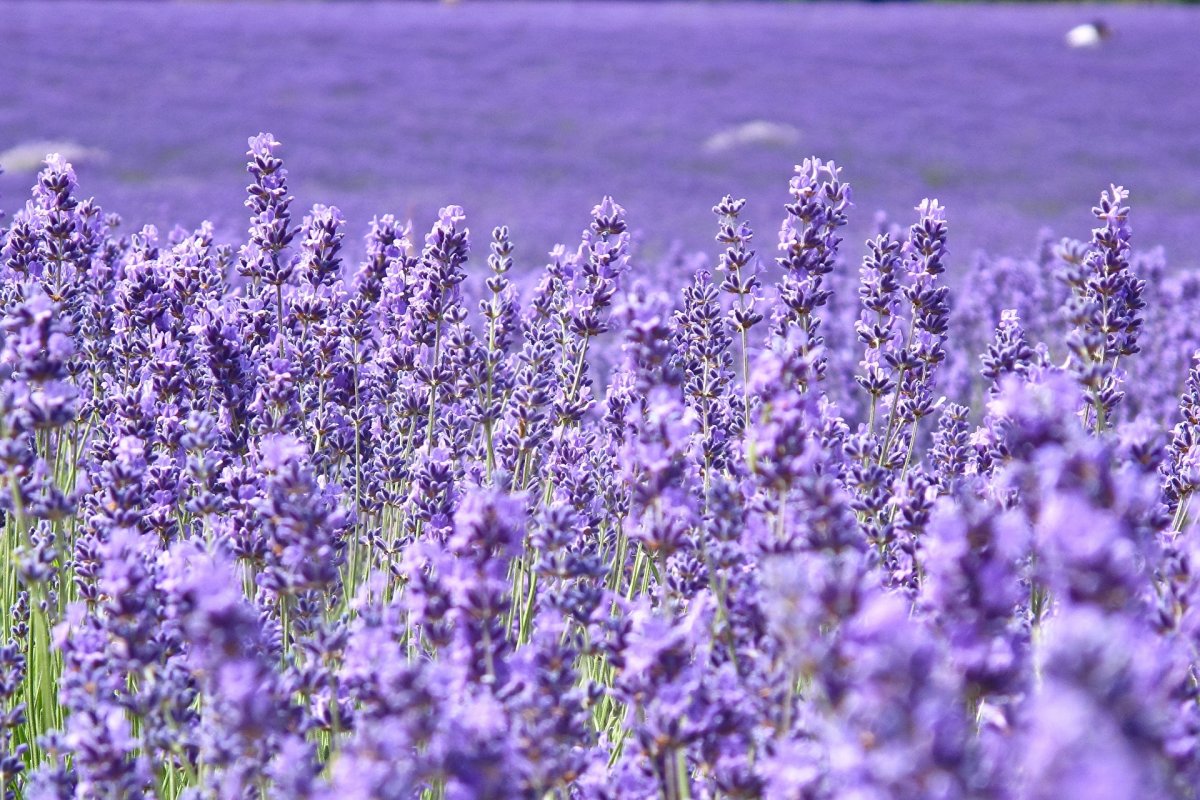 Цветет фиолетовыми цветами в поле