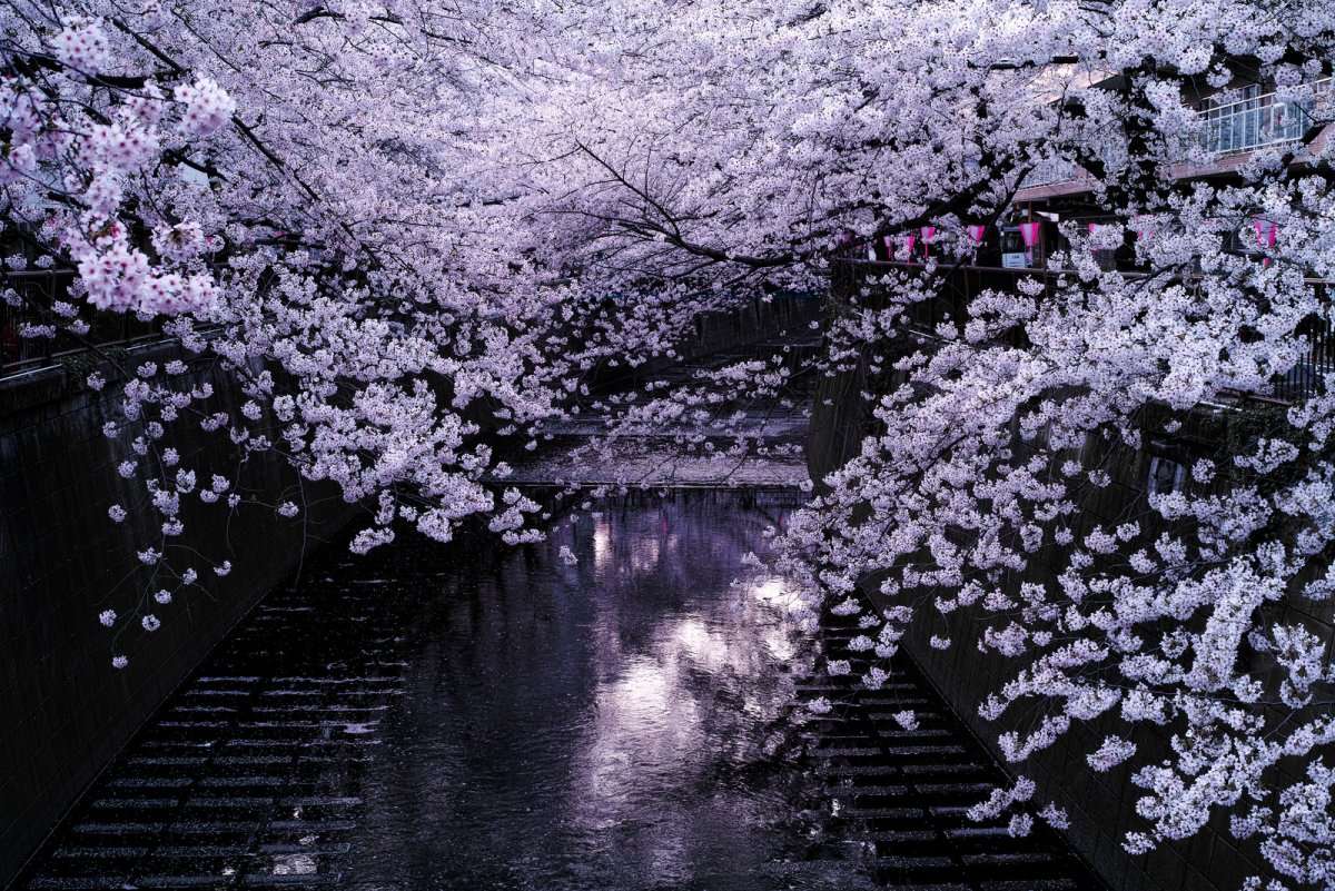 Японская Вишня Сакура Фото.
