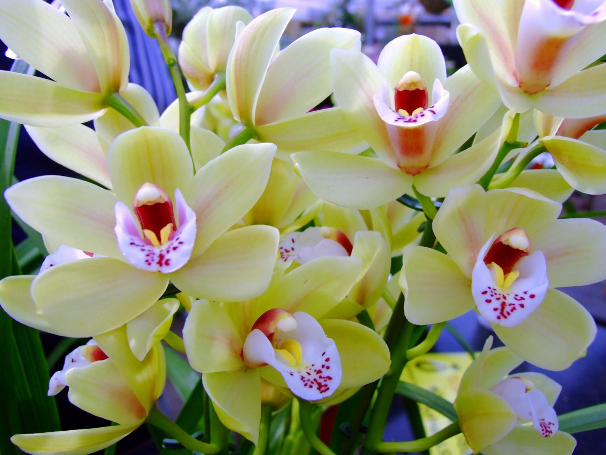 Самые красивые орхидеи