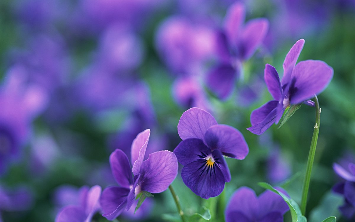 Фиолетовые Лесные цветы