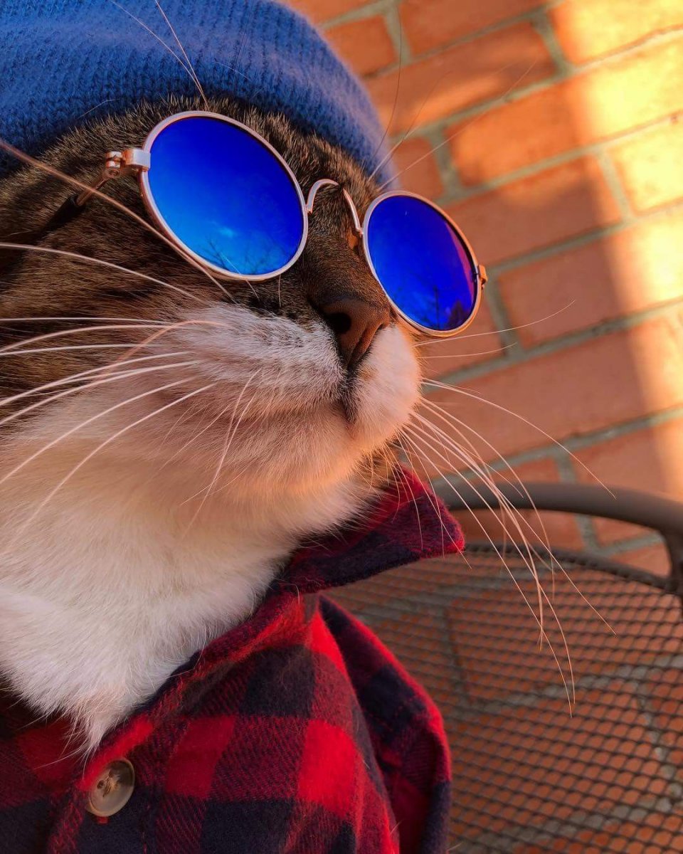 фото рыжего кота в очках