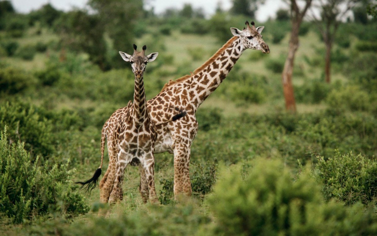 Доклад животные африки. Африканские животные. Звери Африки. Жираф в Африке. Проект животные Африки.