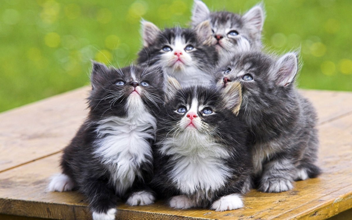 Коты Фото Красивые Пушистые