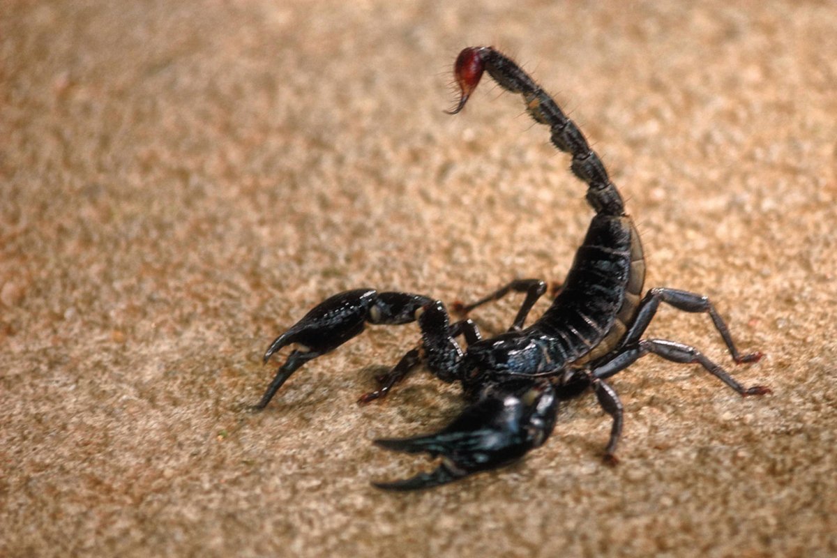 Скорпион в атаке
