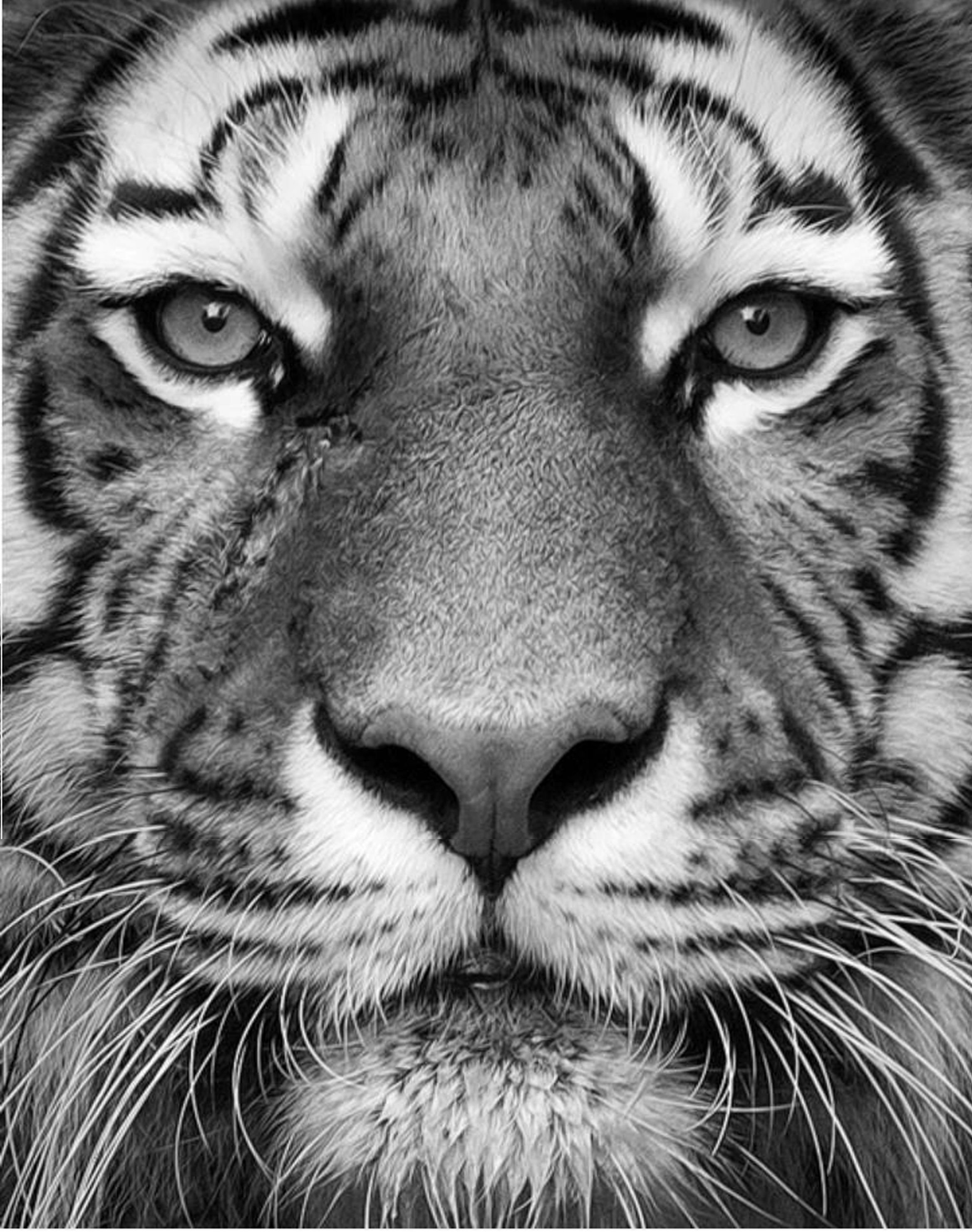 Тигр черно белый - 76 фото