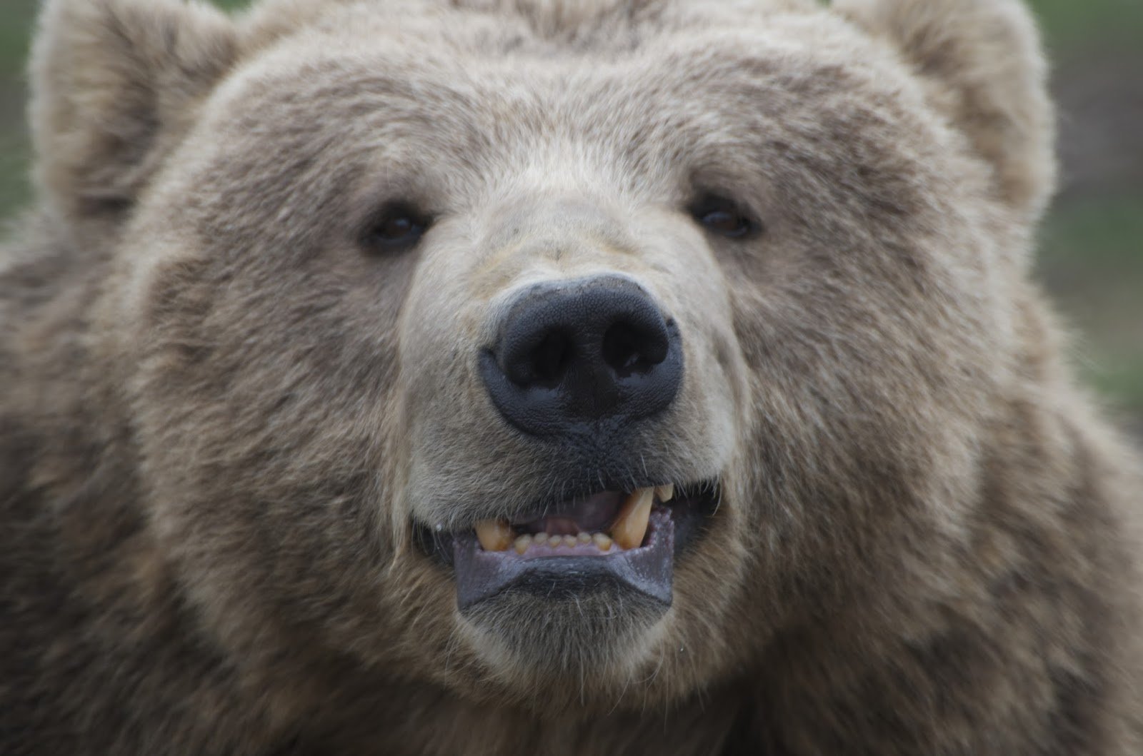 Какой нос у медведя. Кадьяк (медведь). Нос медведя. Глаза медведя. Взгляд медведя.