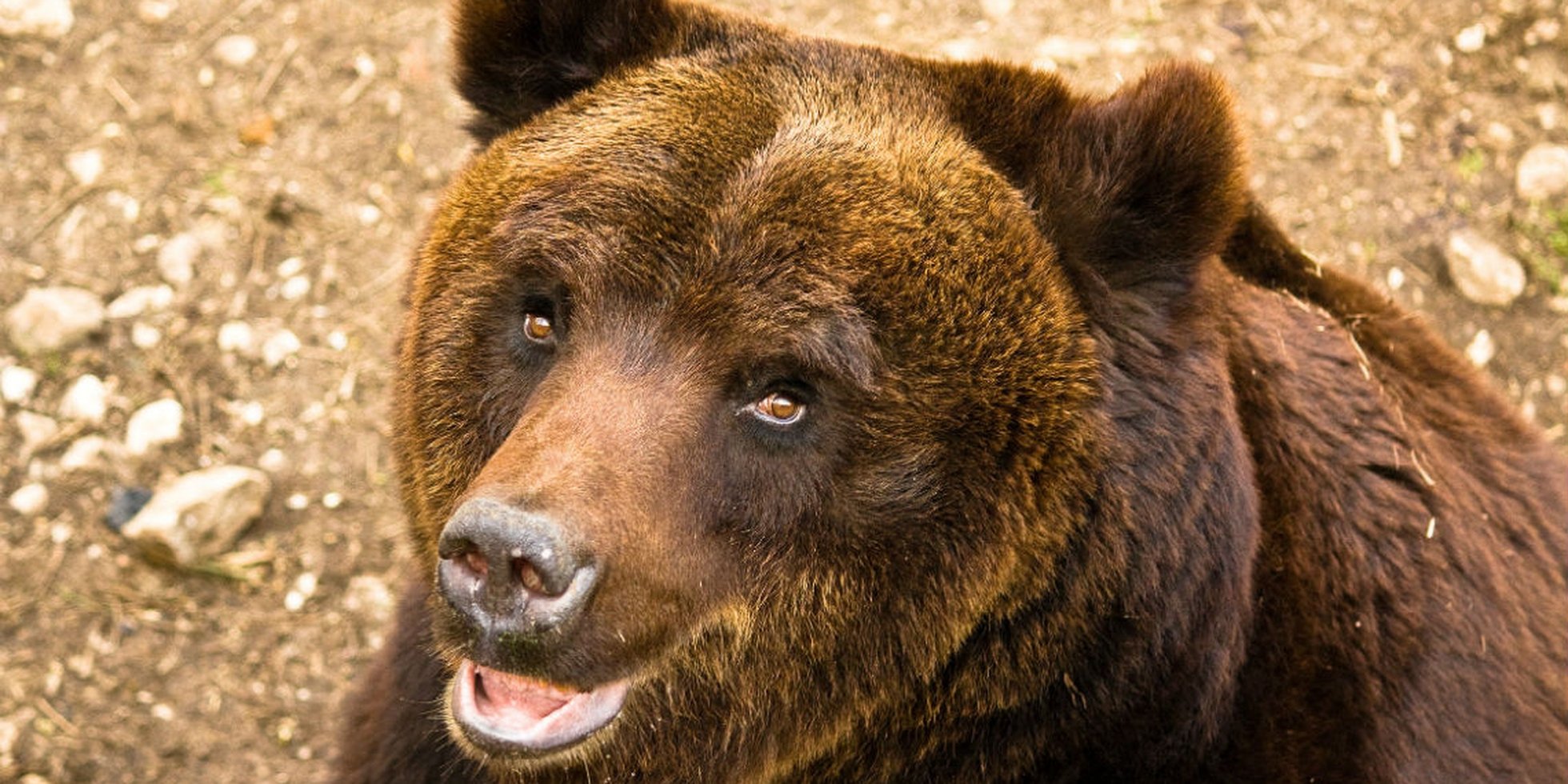 Какой нос у медведя. Апеннинский бурый медведь. Глаза медведя. Бурый медведь глаза. Медвежьи глаза.