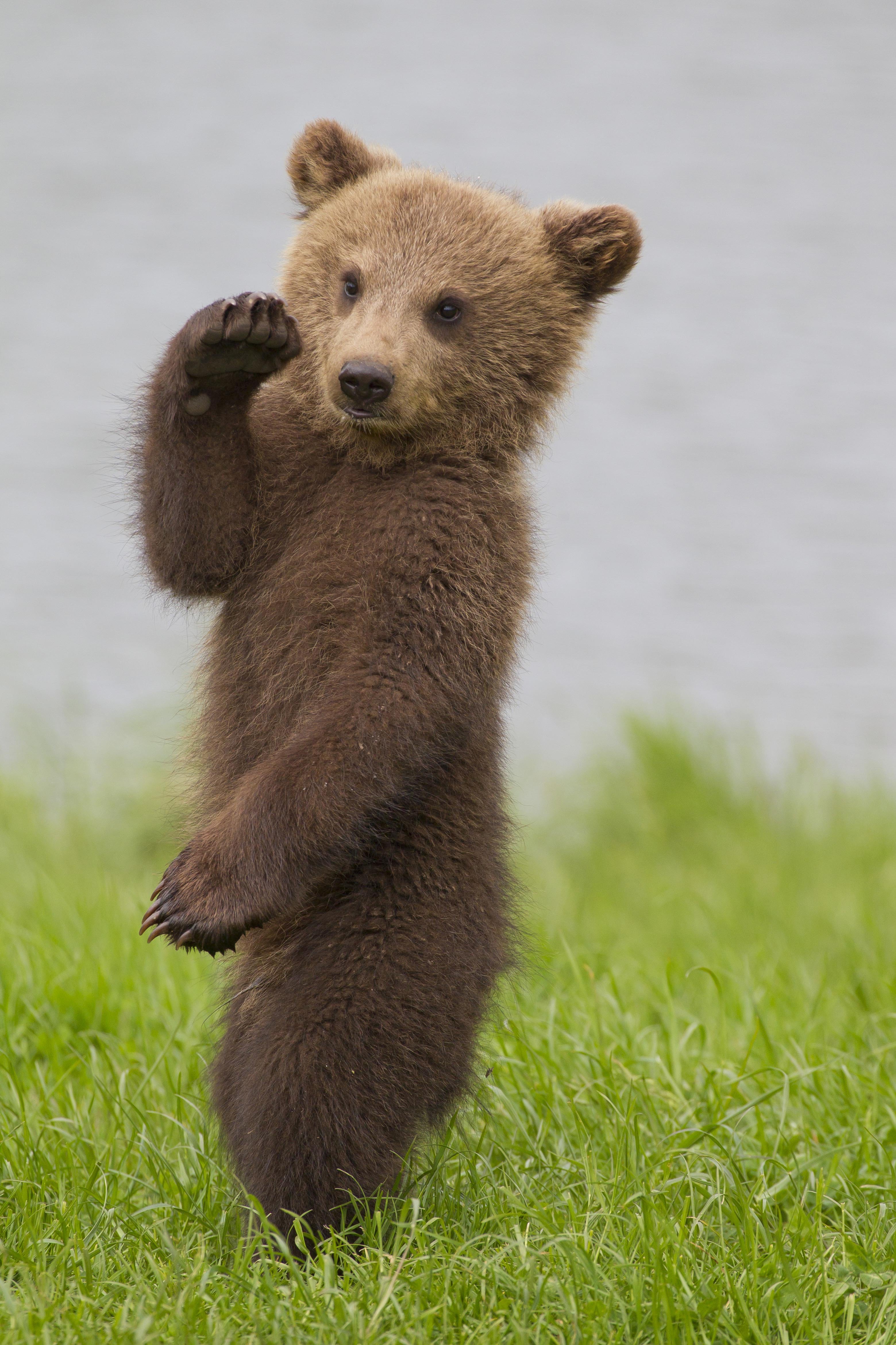 Маленький медведь. Медведь Гризли маленький. Гризли детеныш. Бурый Медвежонок. Маленькие бурые медвежата.