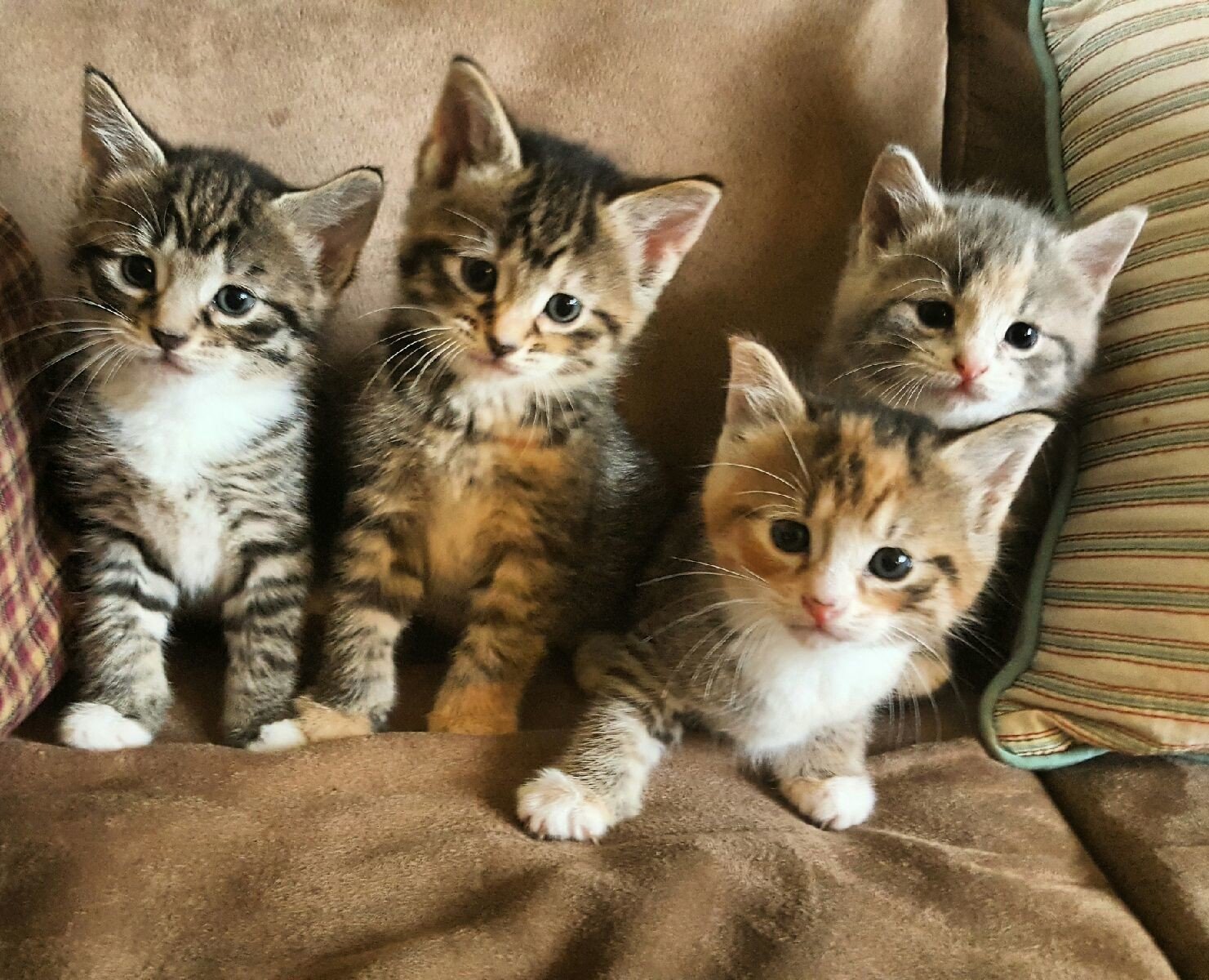 Четверо кошек. Четыре котенка. Много котят. Домашние котята. Котята разных пород.