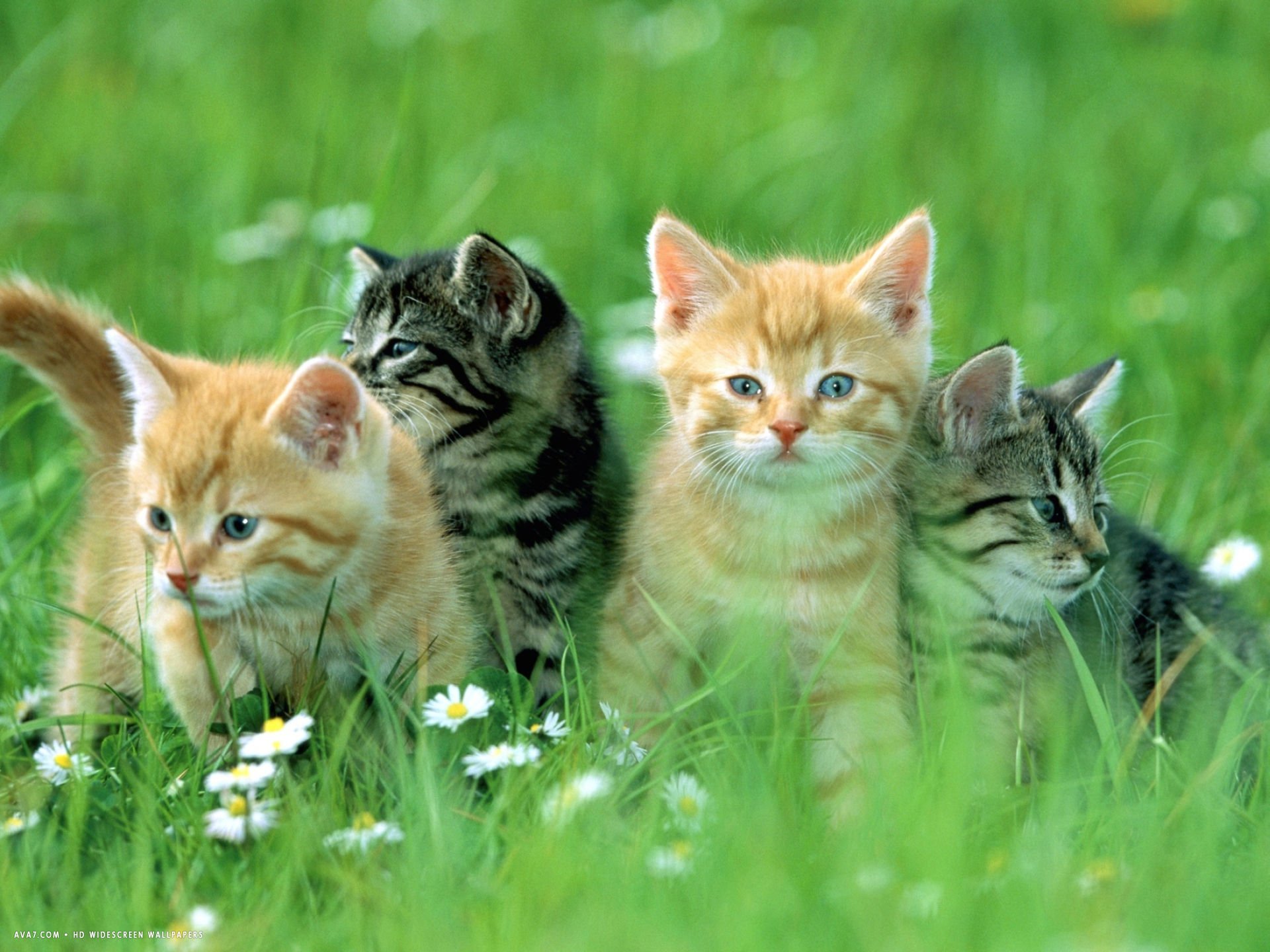 4 кота. Котенок в траве. Четыре котенка. Котенок на полянке. Кошка на Поляне.