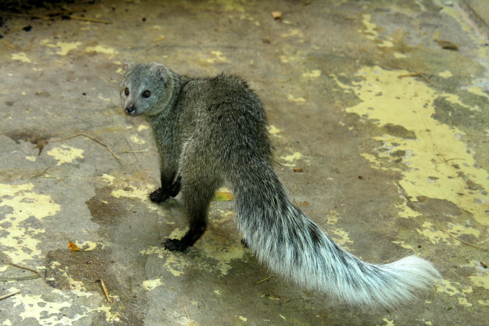 Зверь с длинным хвостом. Белохвостый Мангуст. Мангуст Шри Ланка. White-tailed Mongoose. Ichneumia albicauda.