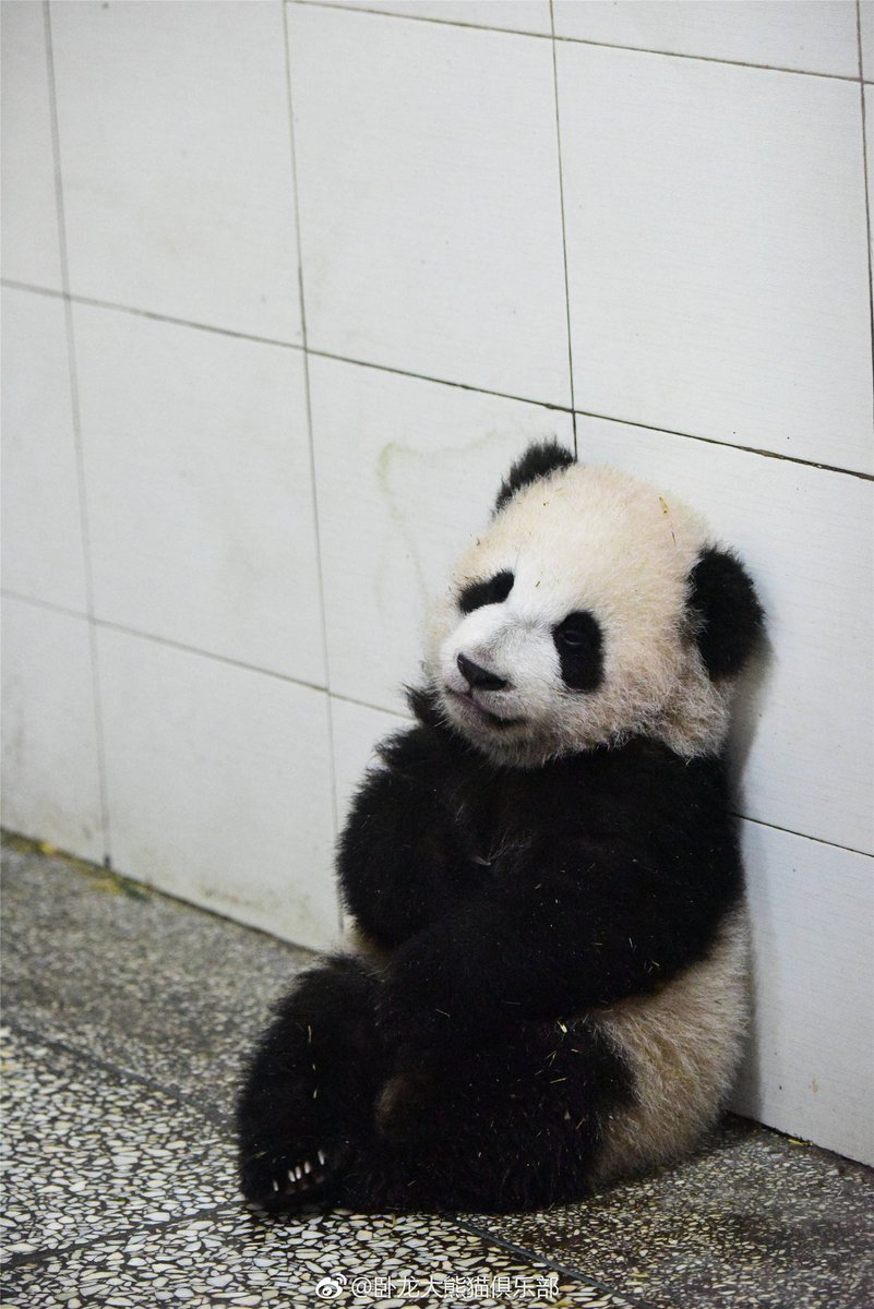 Panda defiant defiantpanda :