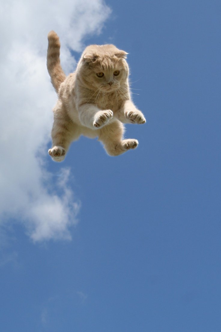 Летящий Кот Фото