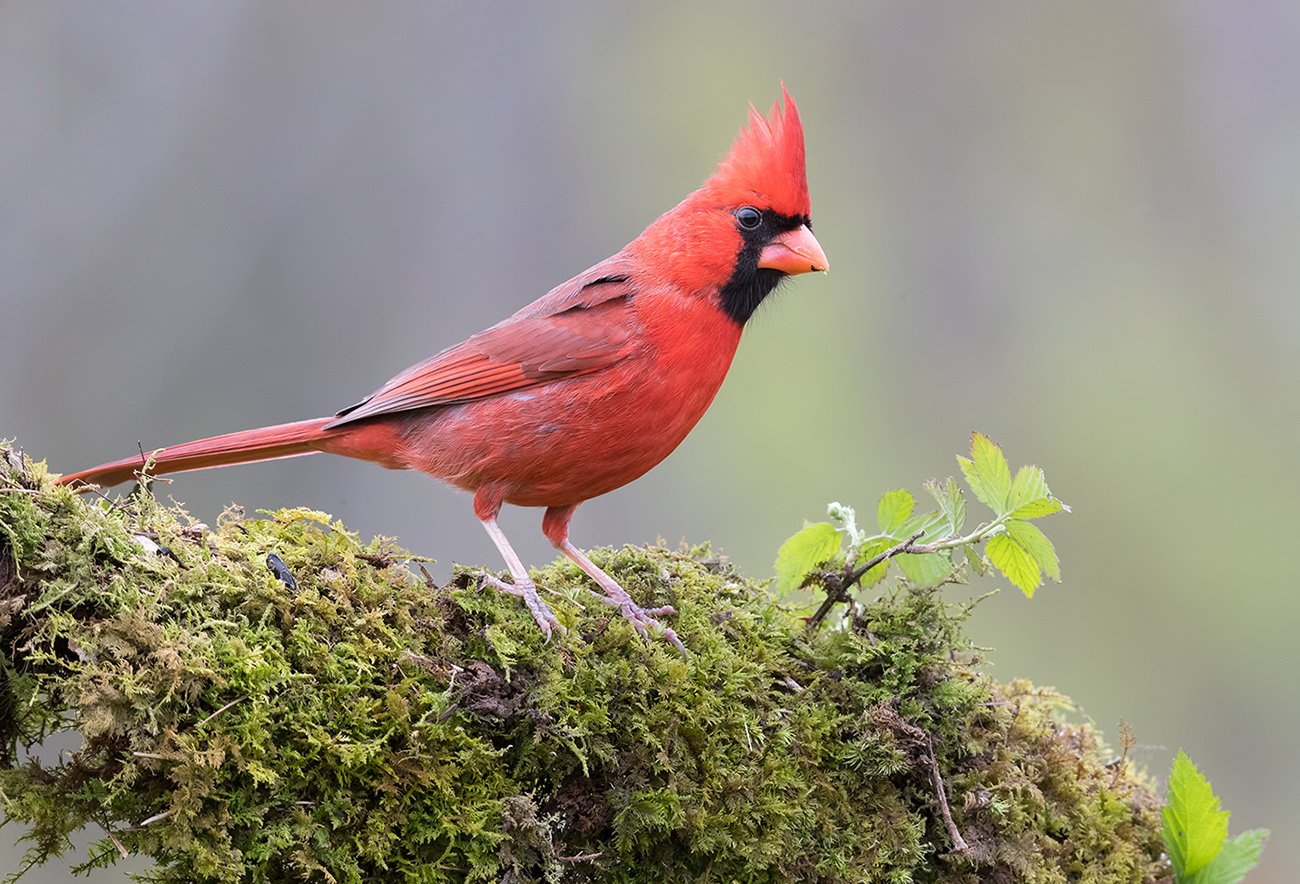 Птицы С Красным Хохолком На Голове Фото