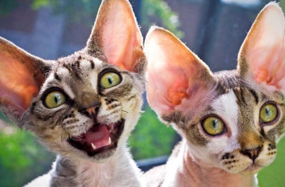 Смешные породы кошек