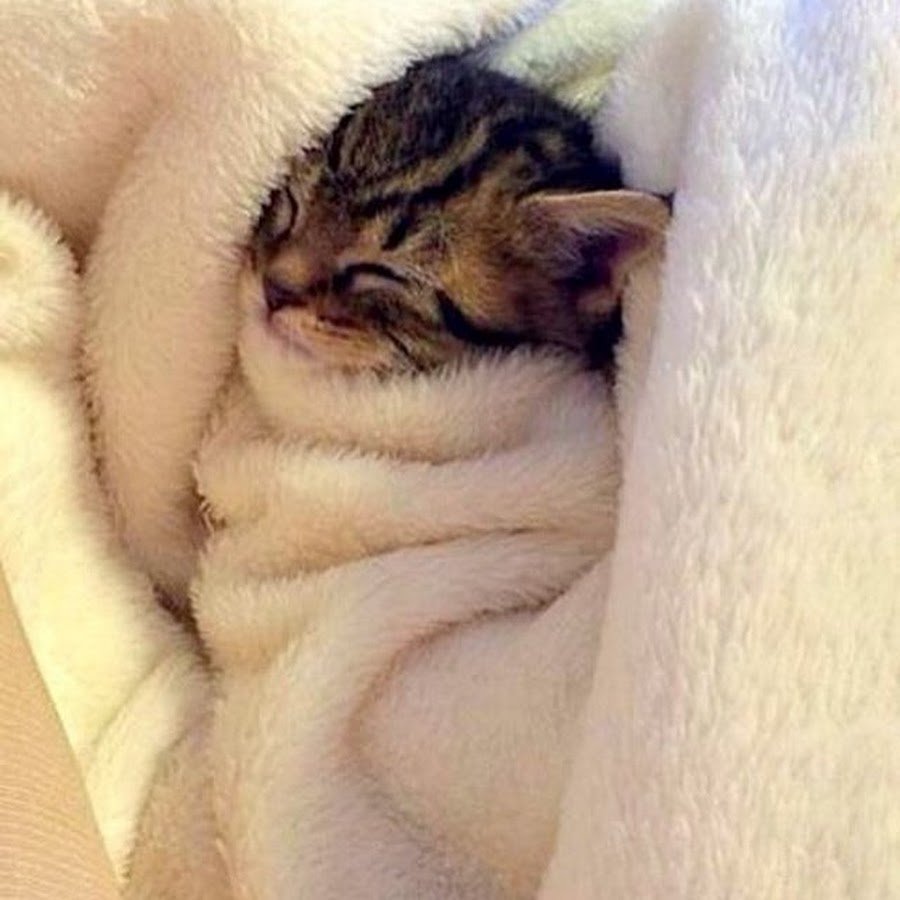 Киса под. Котенок под одеялом. Спящий кот. Спящие коты.