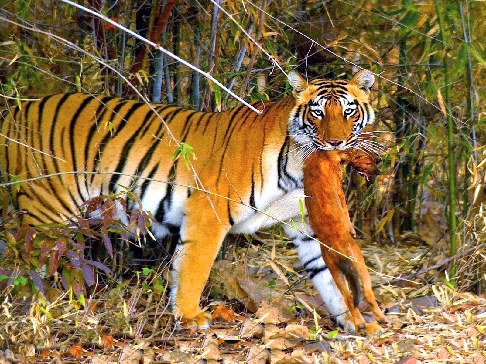 тигри на охоте