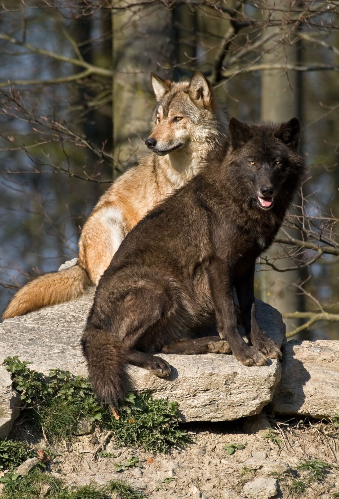Волк и лиса взаимоотношения
