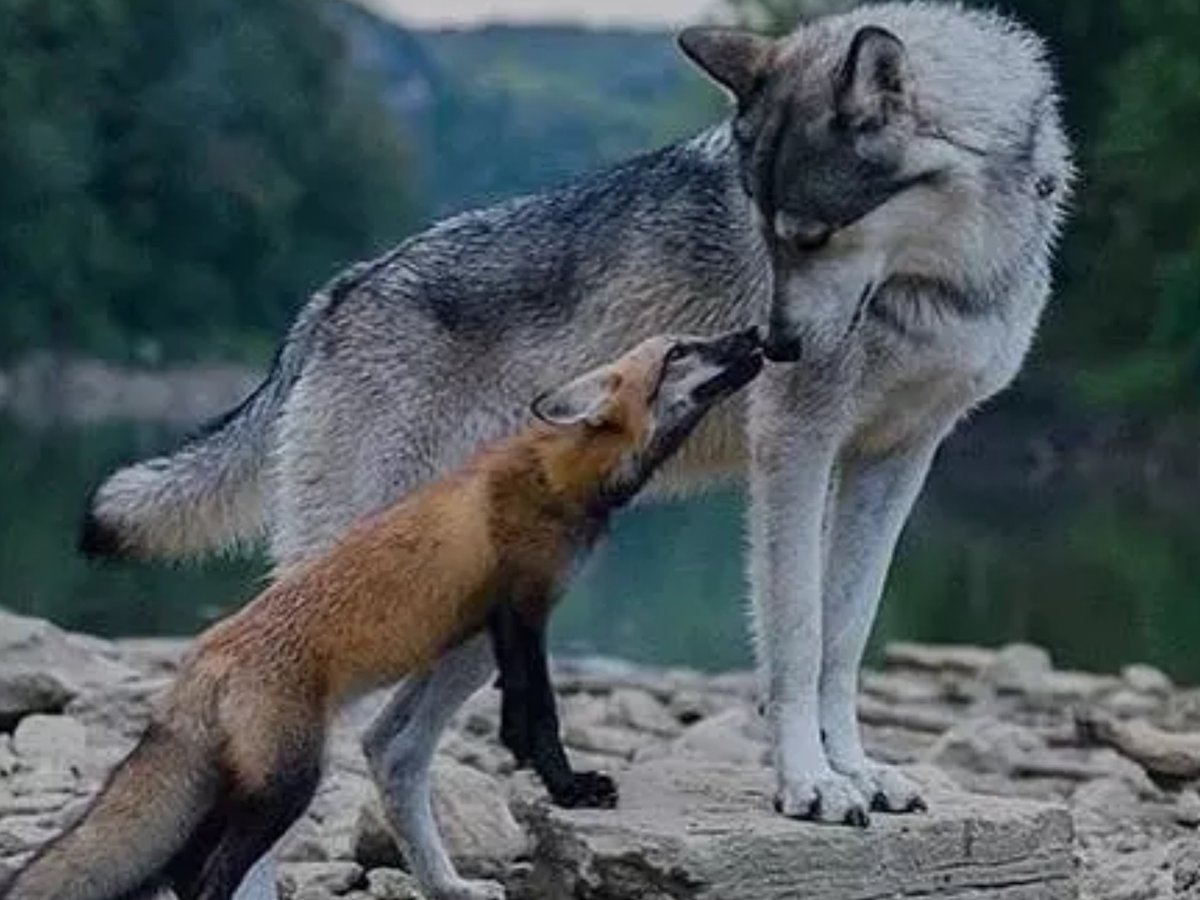 Волки лучше лис. Волк и лиса. Лисы и волки. Лис и волк. Лиса и волк вместе.