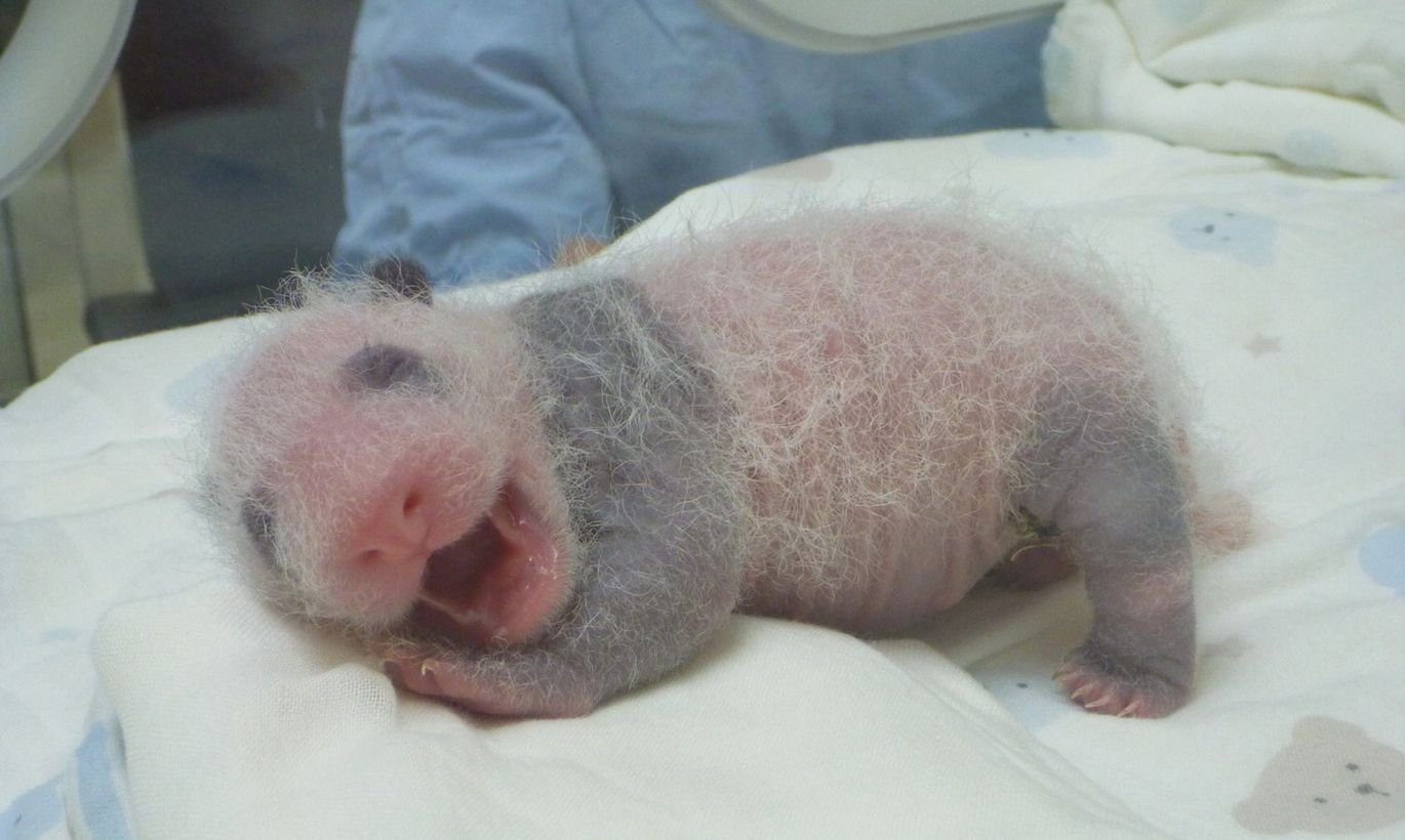 Родившийся детеныш панды. Новорожденная Панда. Новорожденные панды. Панда с детёнышем. Панда малыш при рождении.