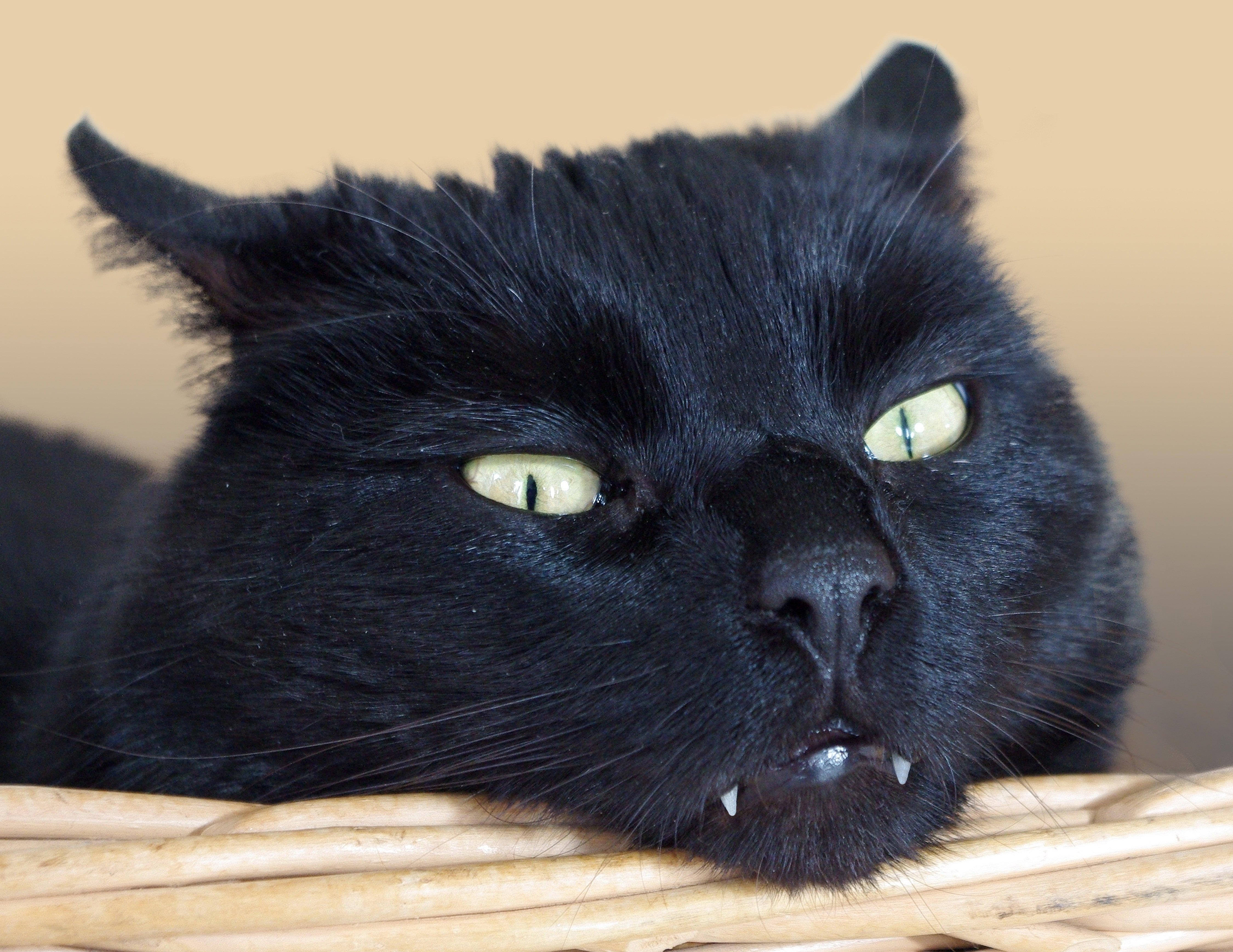Лицо кисы. Бомбейская кошка. Чёрный кот. Злой черный кот. Морда черного кота.