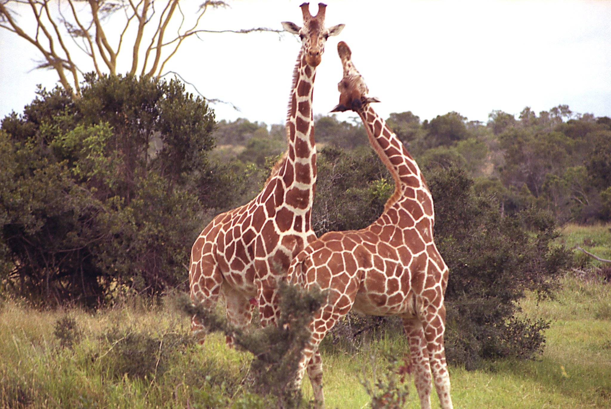 член у жирафа длина фото 72