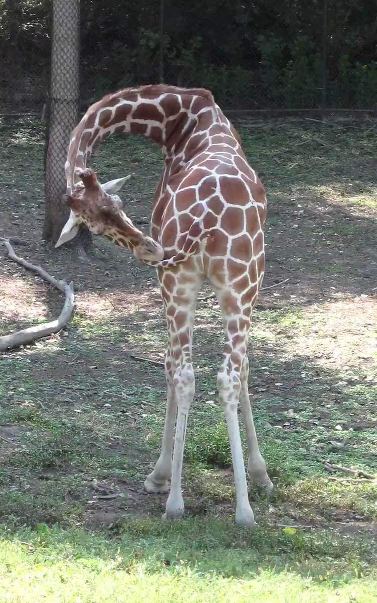 член у жирафа длина фото 80