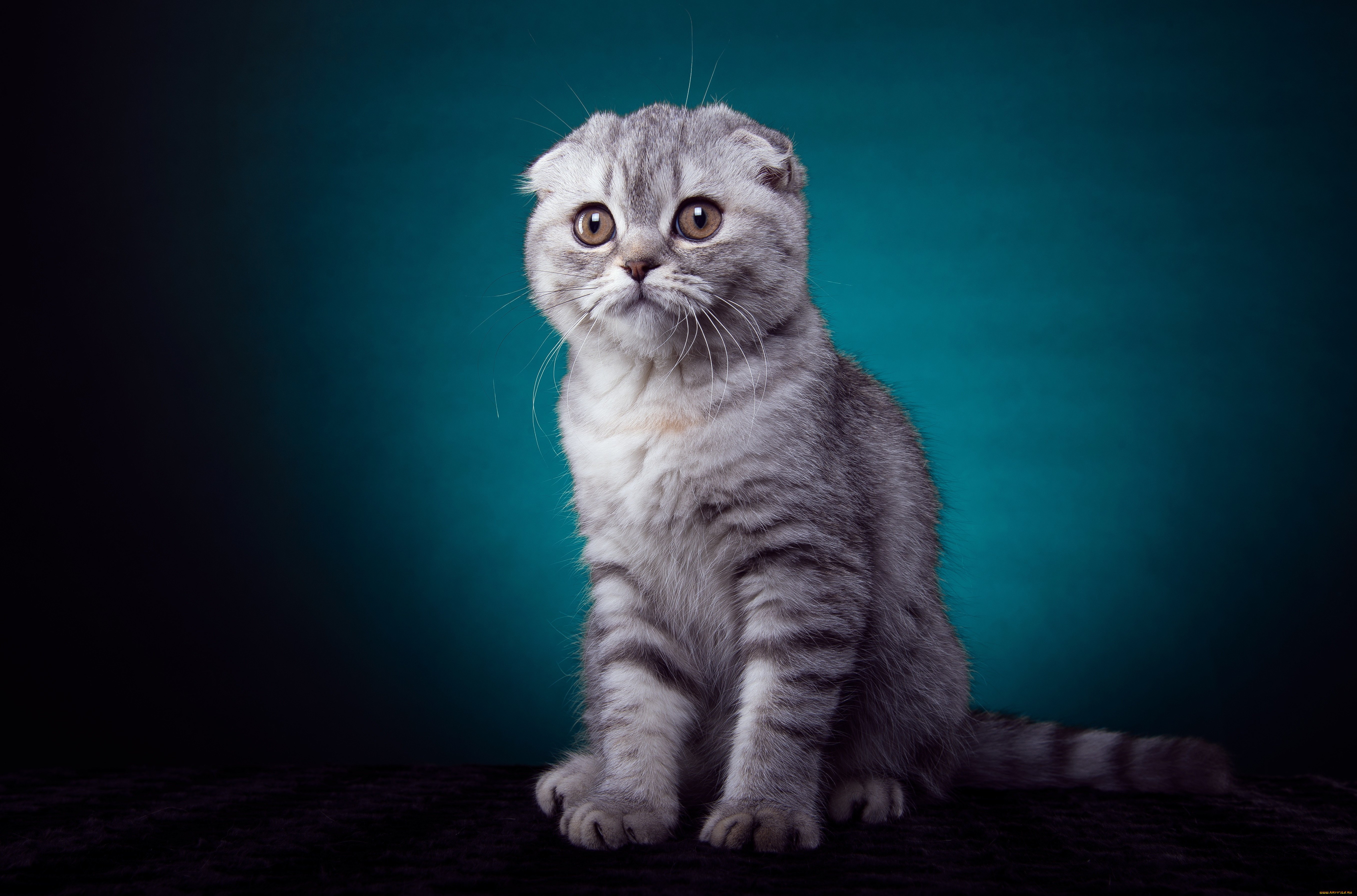 Британский Вислоухий Кот Фото Серый