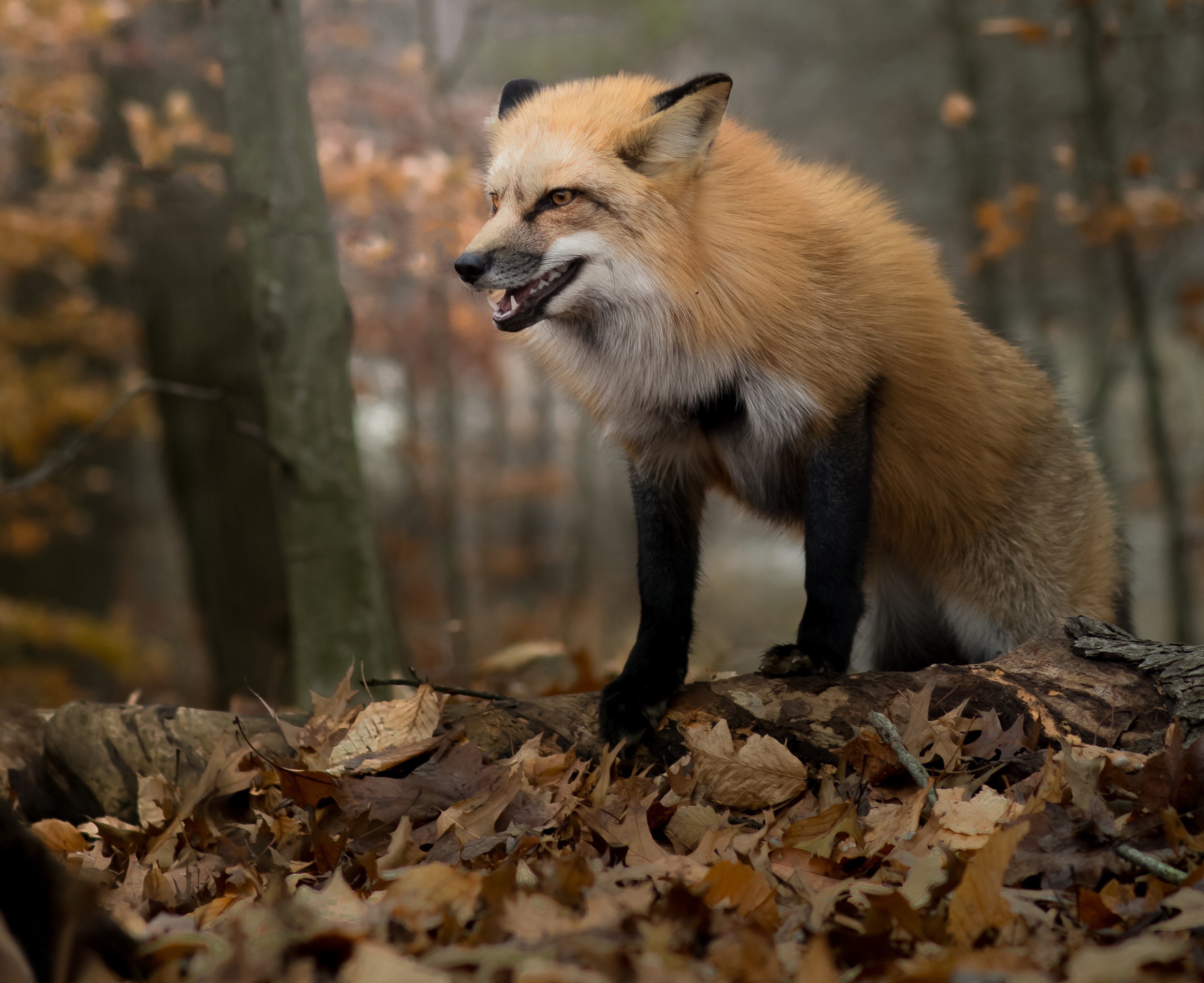 Us fox. Енотовидная лисица. Лиса осень. Лиса осенью. Лиса в осеннем лесу.