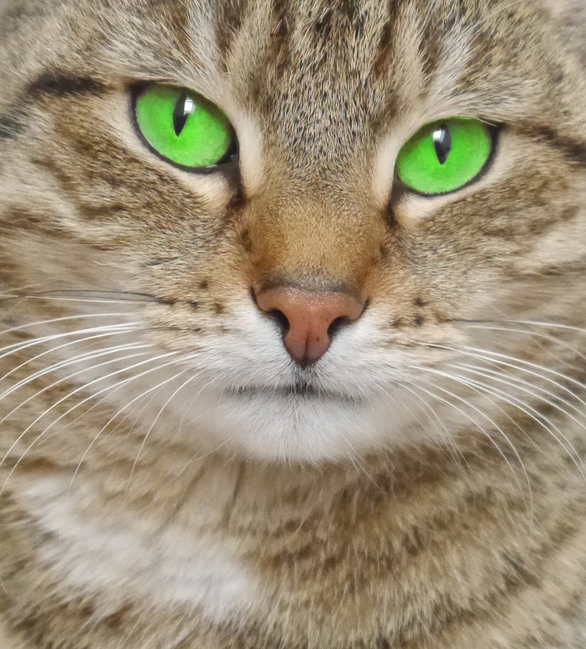 Фото Рыжего Кота С Зелеными Глазами