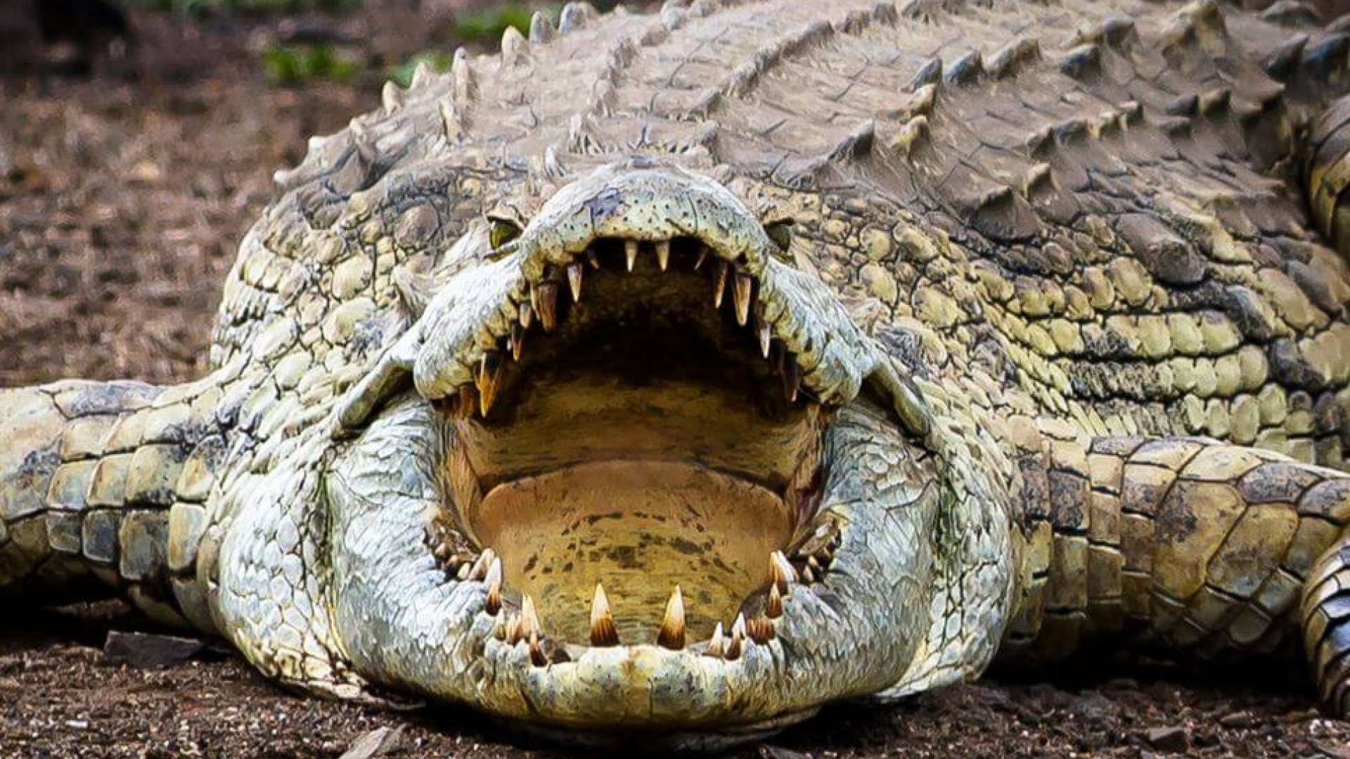 Самый большой аллигатор. Гребнистый крокодил зубы. Гигантский гребнистый крокодил. Самый большой Нильский крокодил.