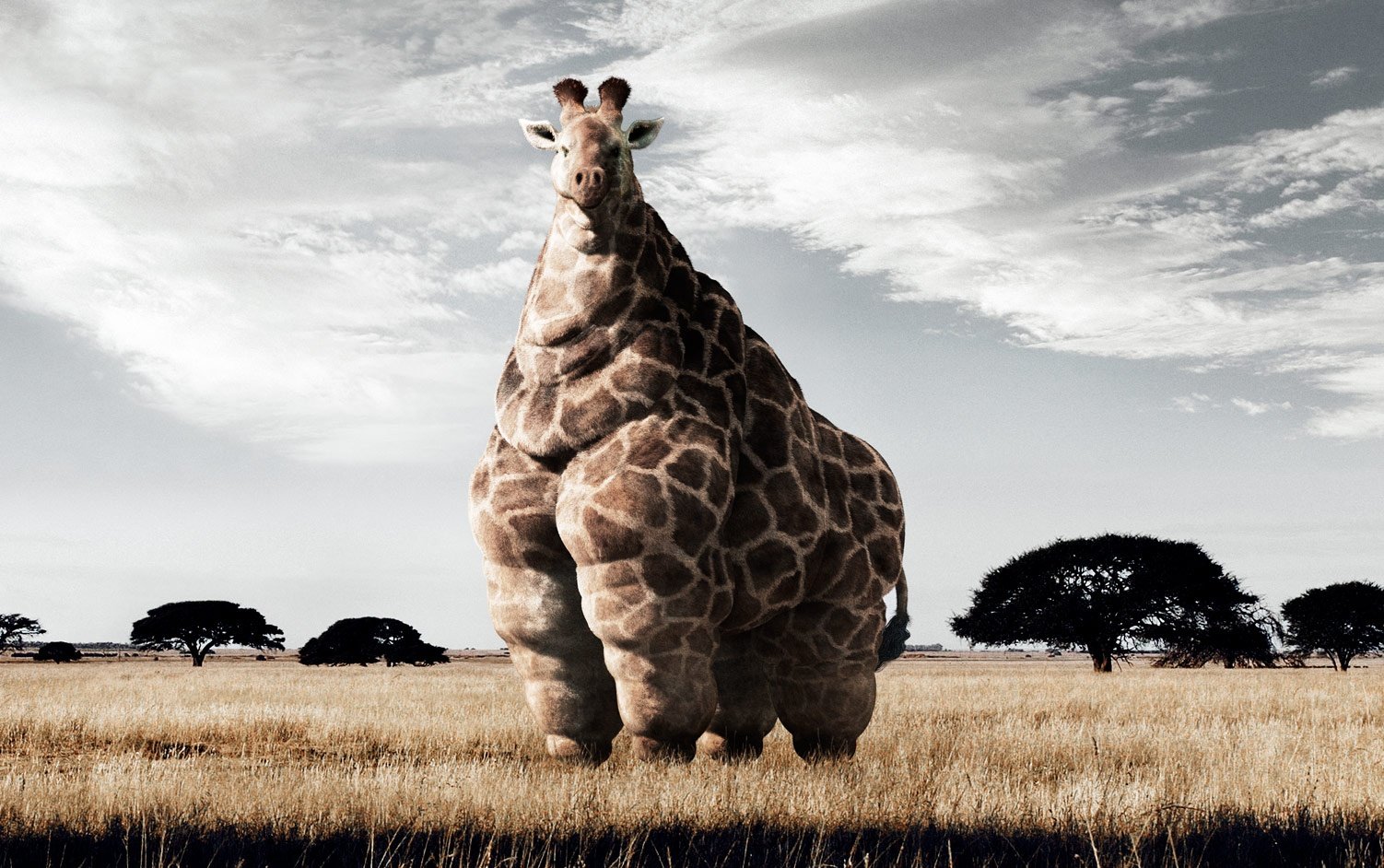 Смешные картинки жирафа